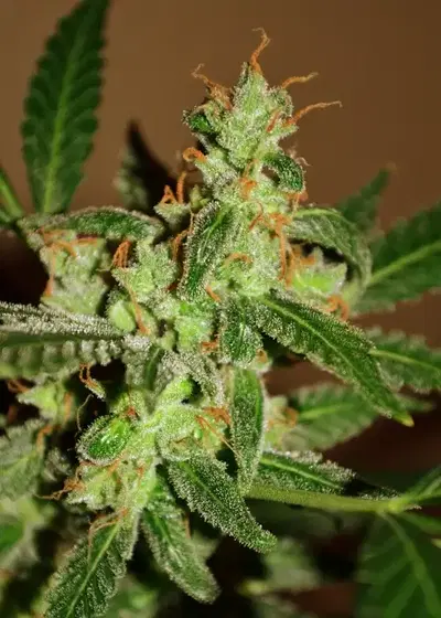 Auto Wappa by Paradise Seeds, Autoflower cannabis strain