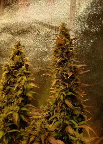Auto Wedding Cake by Real Gorilla Seeds, Autoflower cannabis strain