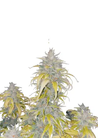 Auto White Devotchka genetics by IZI Seeds, Autoflower cannabis strain