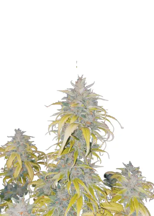 Auto White Devotchka genetics by IZI Seeds, Autoflower cannabis strain