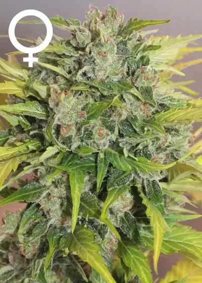 Auto White Russian by Serious Seeds, Autoflower cannabis strain