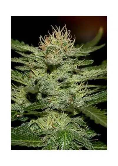 Auto White Widow by Biological Seeds, Autoflower cannabis strain