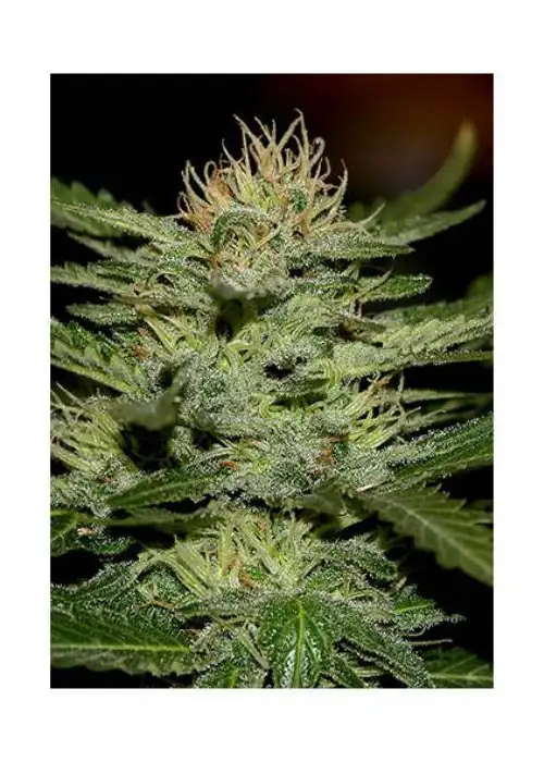 Auto White Widow by Biological Seeds, Autoflower cannabis strain