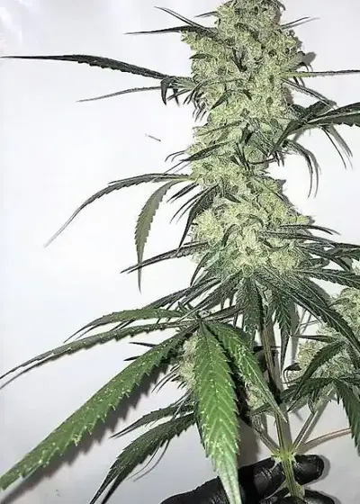 Auto Whitey Freeze by Real Gorilla Seeds, Autoflower cannabis strain