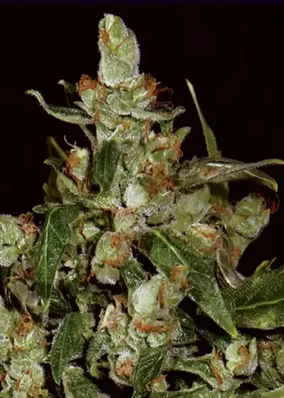 Auto Widow by CBD Seeds, Autoflower cannabis strain