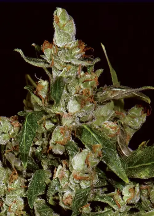 Auto Widow by CBD Seeds, Autoflower cannabis strain