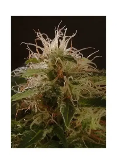 Auto Winweed CBD by Mr. Hide Seeds, Autoflower cannabis strain
