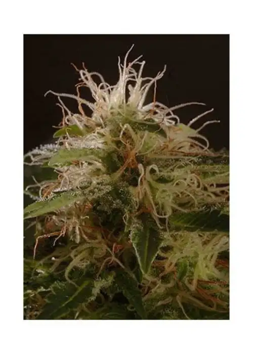 Auto Winweed CBD by Mr. Hide Seeds, Autoflower cannabis strain