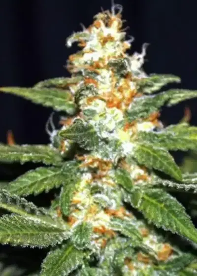 Auto Yeti by Short Stuff, Autoflower cannabis strain