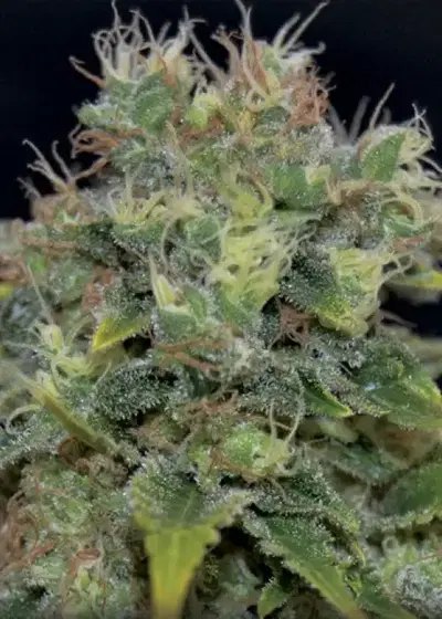 Auto Yumbolt by CBD Seeds, Autoflower cannabis strain