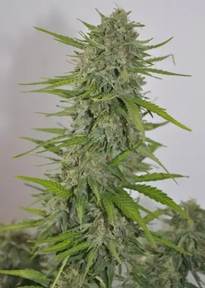 Auto Zamaldelica by ACE Seeds, Autoflower cannabis strain