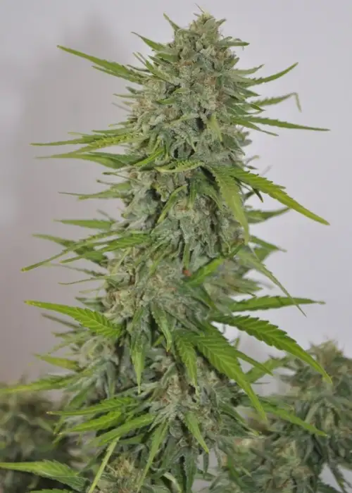 Auto Zamaldelica by ACE Seeds, Autoflower cannabis strain