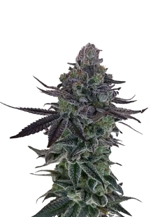 Auto Zkittlez genetics (USA) by IZI Seeds, Autoflower cannabis strain