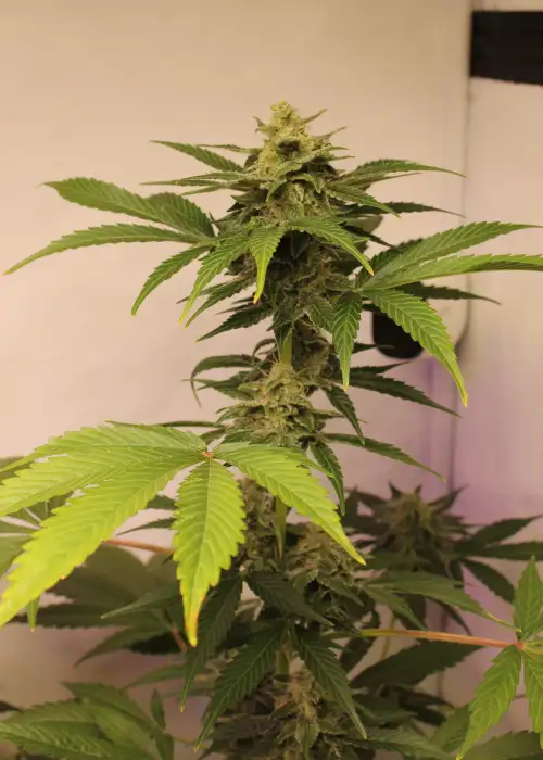 Auto Zkittlez by Dutch-Headshop Seeds, Autoflower cannabis strain