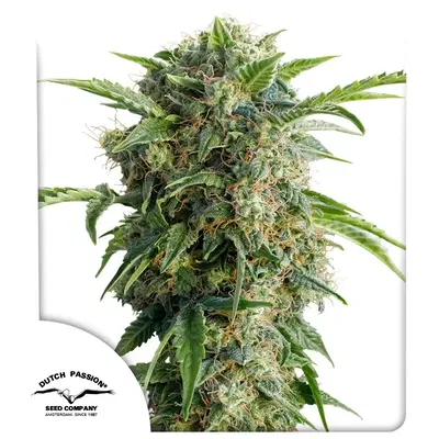 Auto Daiquiri Lime by Dutch Passion, Autoflower cannabis strain