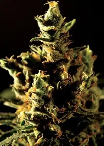 Autoflower Haze by The Bulldog Seeds, Autoflower cannabis strain