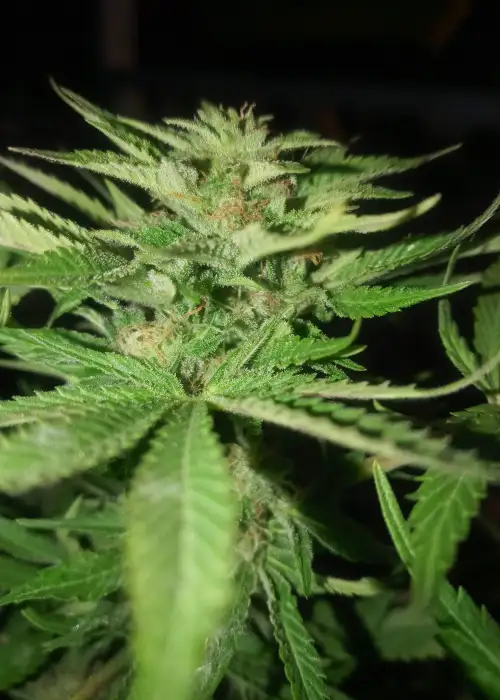 Autofuel by Purple City Genetics, Autoflower cannabis strain