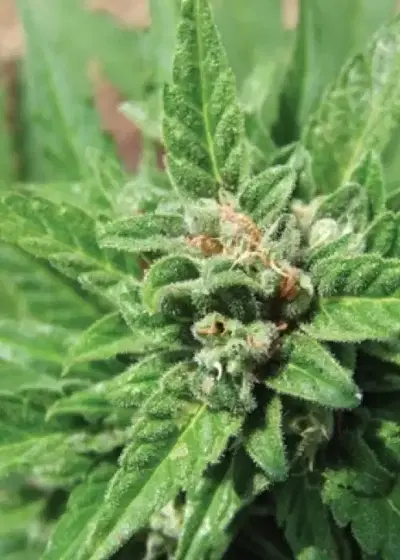 Automatic by Big Buddha Seeds, Autoflower cannabis strain