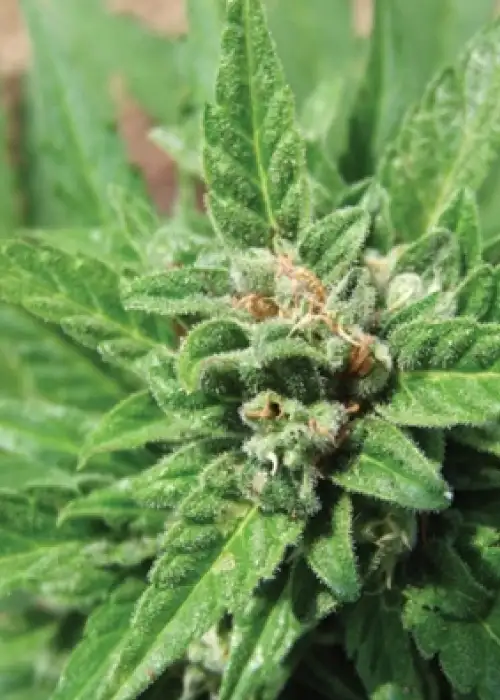 Automatic by Big Buddha Seeds, Autoflower cannabis strain