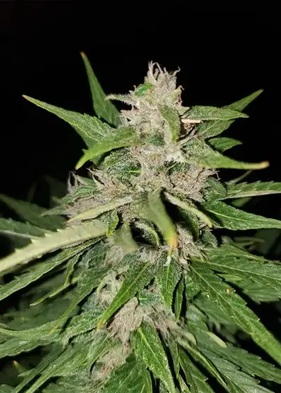 Automaton by Nuka Seeds, Autoflower cannabis strain