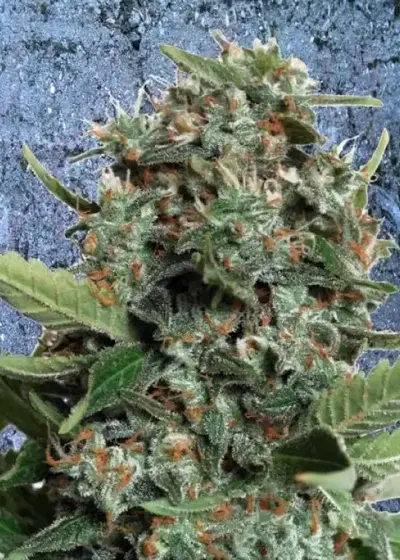 Autopilot XXL by Ministry of Cannabis, Autoflower cannabis strain