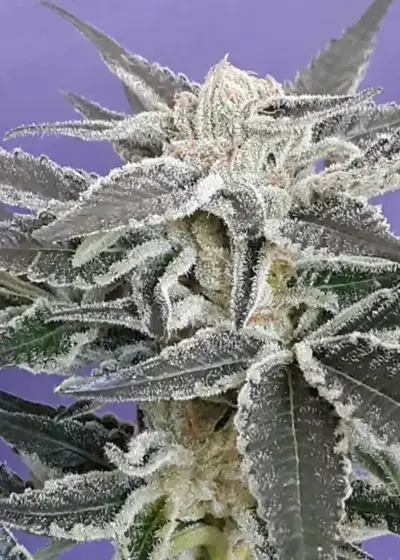Aventus OG FEM by Cannaventure Seeds, Photoperiod cannabis strain