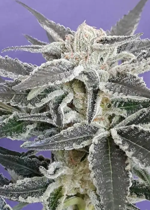 Aventus OG FEM by Cannaventure Seeds, Photoperiod cannabis strain