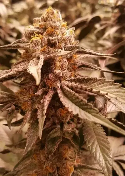 Axilla by The Bank Genetics, Photoperiod cannabis strain