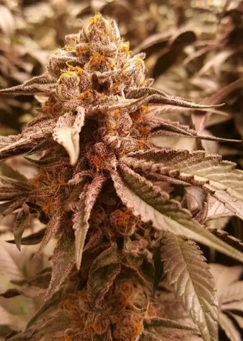 Axilla by The Bank Genetics, Photoperiod cannabis strain