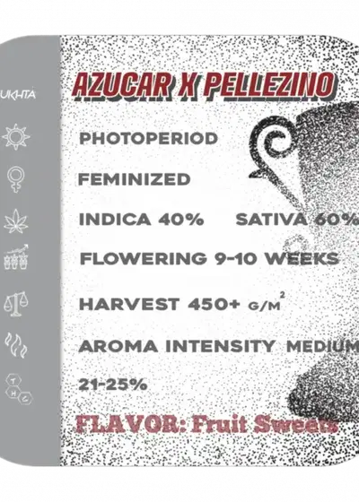 Azucar x Pellezino by UKHTA Genetics, Photoperiod cannabis strain