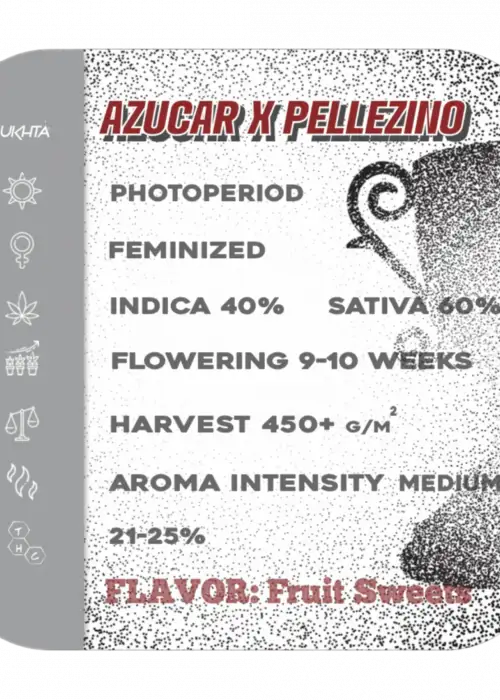 Azucar x Pellezino by UKHTA Genetics, Photoperiod cannabis strain