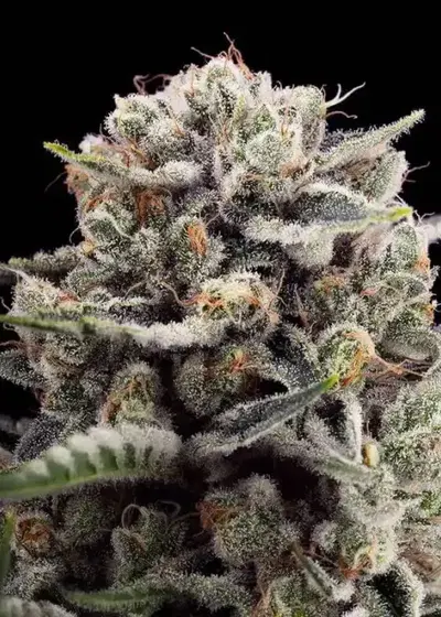 B-45 By BOOBA by Silent Seeds, Photoperiod cannabis strain