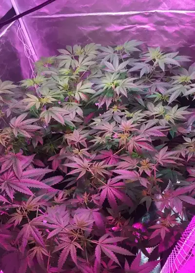 B-S-B Bruce Banner by BSB Genetics, Photoperiod cannabis strain
