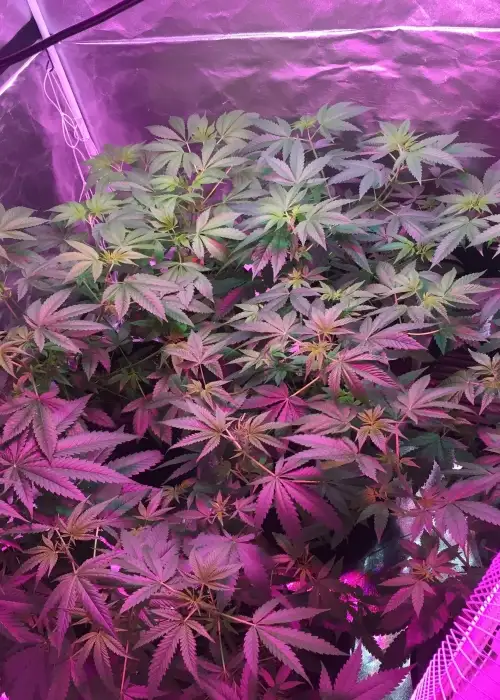 B-S-B Bruce Banner by BSB Genetics, Photoperiod cannabis strain