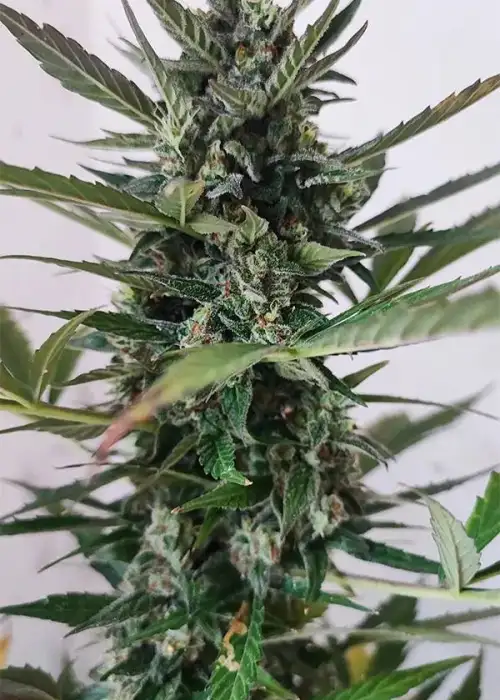 Baba Yaga by Nuka Seeds, Autoflower cannabis strain