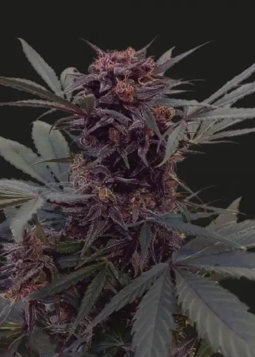 Babushka Black Auto by Kalashnikov Seeds, Autoflower cannabis strain