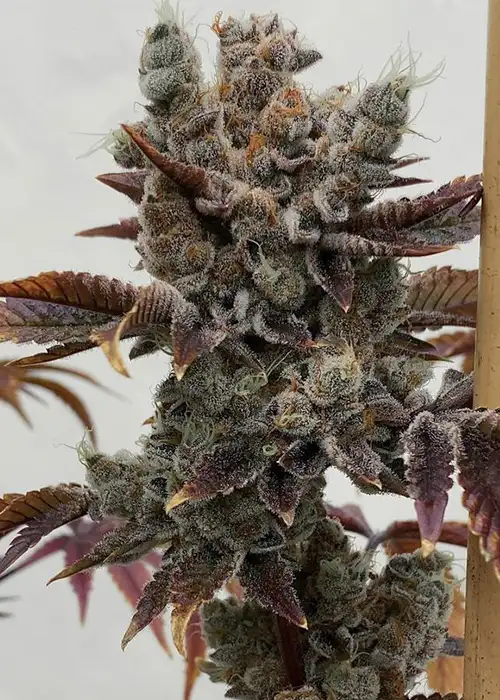 Baby Cakes by Solfire Gardens, Photoperiod cannabis strain