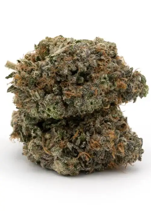 Baby Yoda by Compound Genetics, Photoperiod cannabis strain