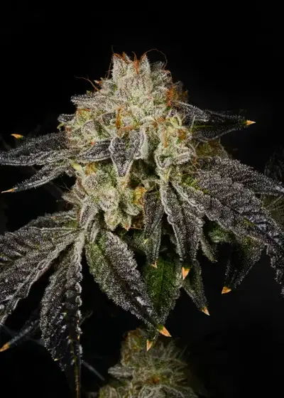 Bacio Gelato by Art Genetix, Photoperiod cannabis strain