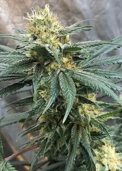 Back To The Future Auto by Tastebudz Genetics, Autoflower cannabis strain