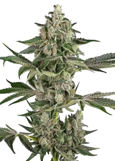 Bad Apple by Cannarado Genetics cannabis strain