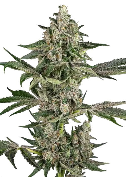 Bad Apple by Cannarado Genetics cannabis strain