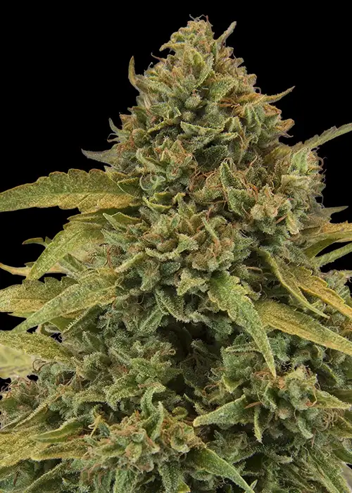 Bad Azz Kush by Barney's Farm, Photoperiod cannabis strain