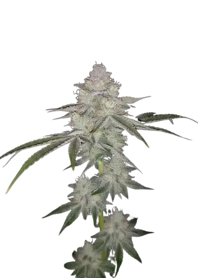Bad Guy by UKHTA Genetics, Photoperiod cannabis strain