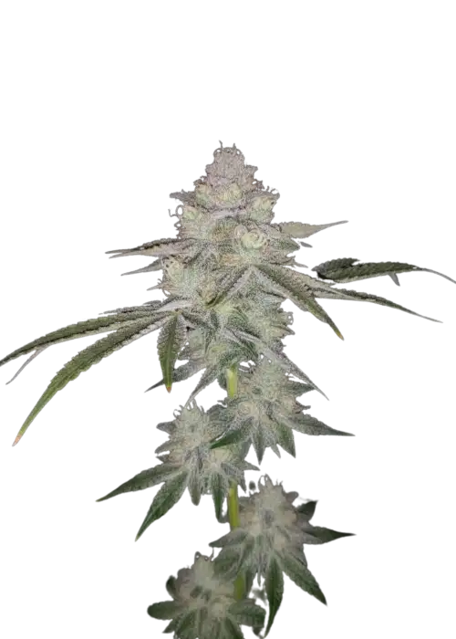 Bad Guy by UKHTA Genetics, Photoperiod cannabis strain