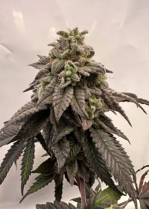 Bad Root by Clearwater Genetics, Photoperiod cannabis strain
