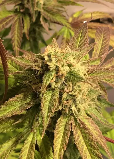 BadAzz Cheese by Big Buddha Seeds, Photoperiod cannabis strain