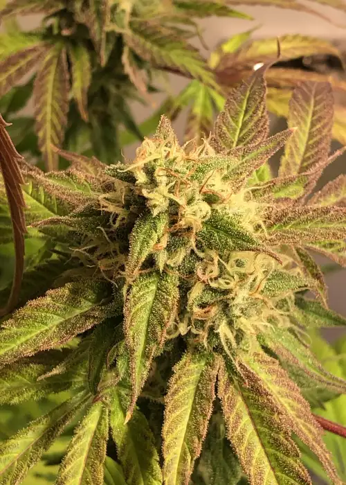 BadAzz Cheese by Big Buddha Seeds, Photoperiod cannabis strain