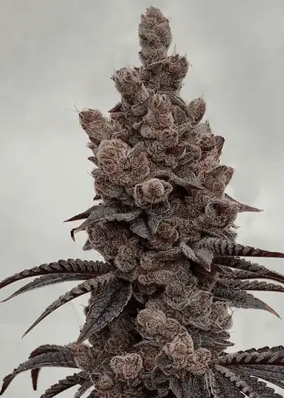 Bahama Bussdown by Solfire Gardens, Photoperiod cannabis strain