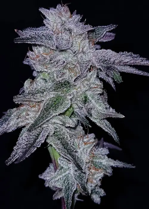 Bahama Gushers by G.O.A.T Genetics, Photoperiod cannabis strain